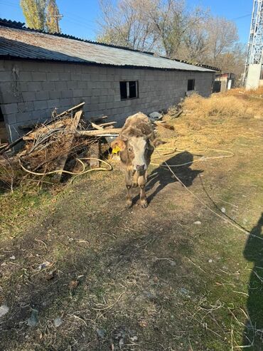бычки теленок: Сатам | Бука (эркек), Музоо | Голштин, Швиц | Союуга, Бордоп семиртүү үчүн, Көбөйтүү үчүн