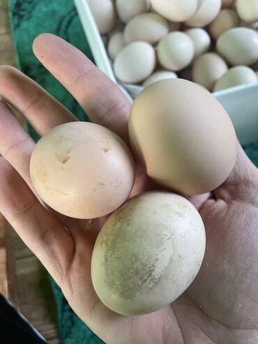 bal satışı: Kənd yumurtası satılır.real alıcılar narahat etsin ünvan .Yardımlı