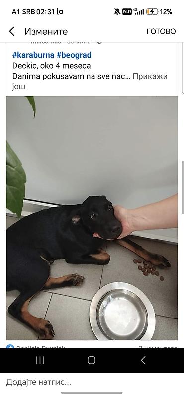 stene baseta: ZAR JE MOGUCE DA OVAJ SIROTI PAS TOLIKO DUGO TRAZI- CEKA DOM?! Zar se — 3