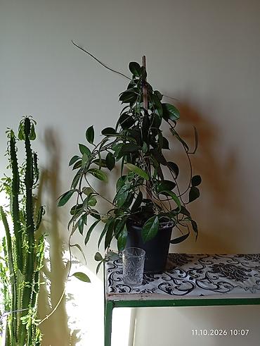 qül: Otaq bitkiləri – Sansevieria (Qayınana dili) və Hoya (mum çiçəyi) - — 4