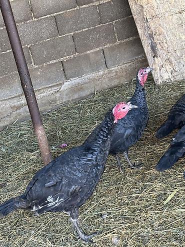 Индюки: Продаю | Индюшка (самка), Индюк (самец) | Черный принц | На забой, Для разведения | Племенные — 13