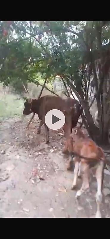 cins inekler: 5 ci balani 2 aydi dogub balasi erkeydi gune 4 ltr sud verir saglam — 2