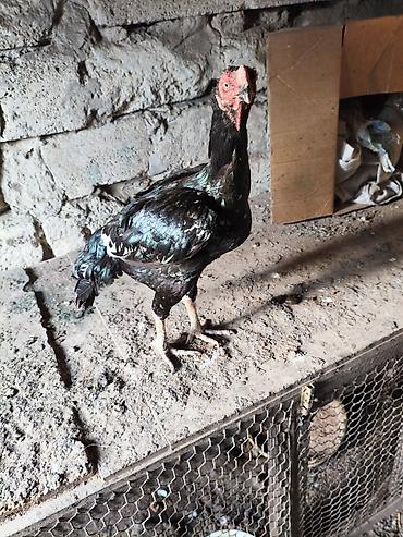 etlik cuceler: Heyvanlar merdekandadi. fikri ciddi olanlara etrafli melumat — 9