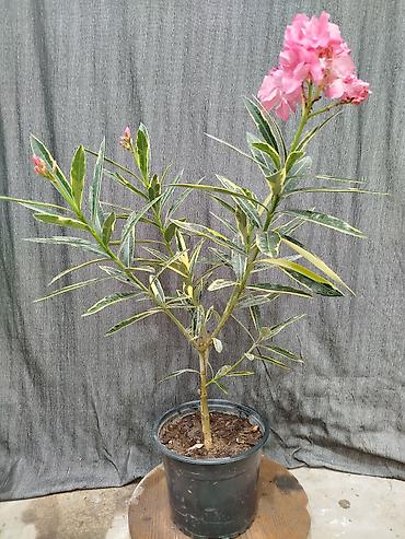 Бөлмө өсүмдүктөрү: Пеларгония (герань) в горшке — цветущие кустики разных сортов и — 9