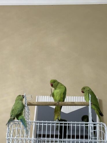 Tutuquşları: Ajarella Pakistan Pəncabdan gəlib bir başa — 6