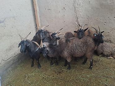 Козы, козлы: Ушул жаш малдыка эчкилер сатылат 47баш обший 13чо былтыркы улактары — 7