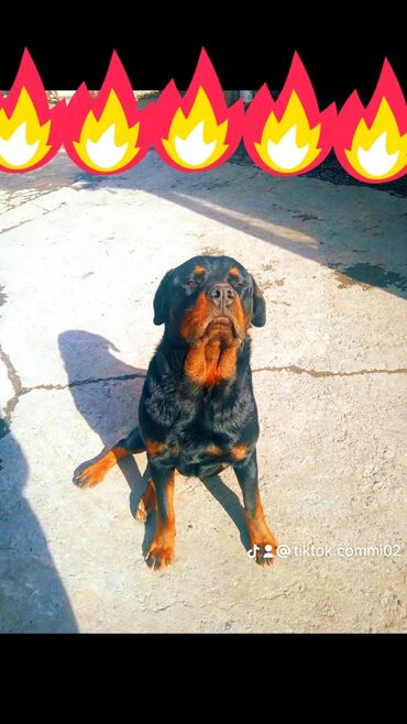 кавказская собака: Предлагается для вязки Ротвейлер хороший статный кобель возраст год и