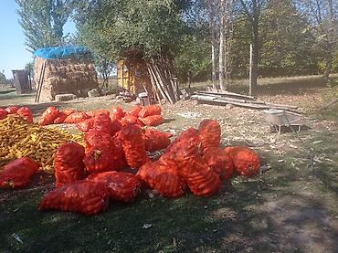 Дом и сад: Кукуруза в початках, урожай с частного хозяйства. - Сушёные початки — 3