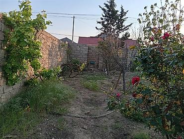 savalan torpag: Tikinti, Kupça (Çıxarış) — 8