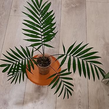 шеффлера: Комнатные растения в декоративных горшках: 1) Шеффлера (Schefflera — 8
