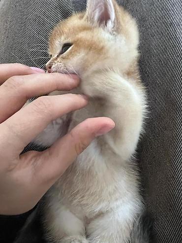 Pişiklər: Britan — 8