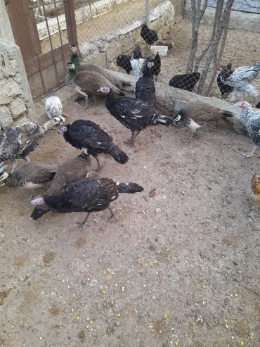 Hinduşka: Ferma quşları satılır – şəkillərdə olan növlər: - Hind quşları — 8