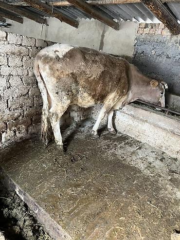 Коровы, быки: Продаю | Корова (самка) | Для молока | Привязанные — 3