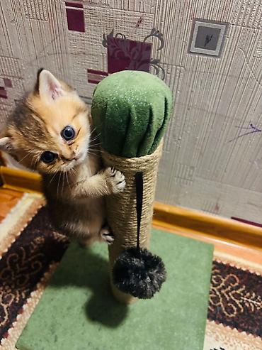 Pişiklər: Şotland — 4