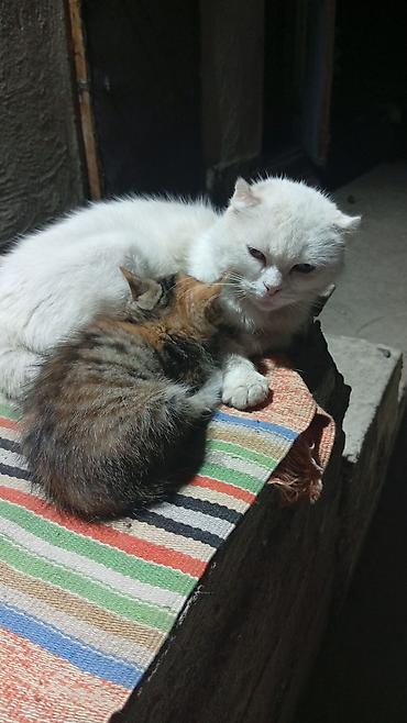 Отдам даром собаку: Отдам котят в хорошие добрые руки — 3