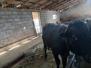 Коровы, быки: Продаю | Бык (самец) | На откорм | Привязанные — 4