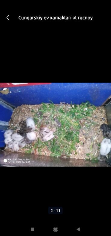 Gəmiricilər: Xamyaklar cunqariklar ən mehriban aqresiyası olmayan insana uyuşan — 2