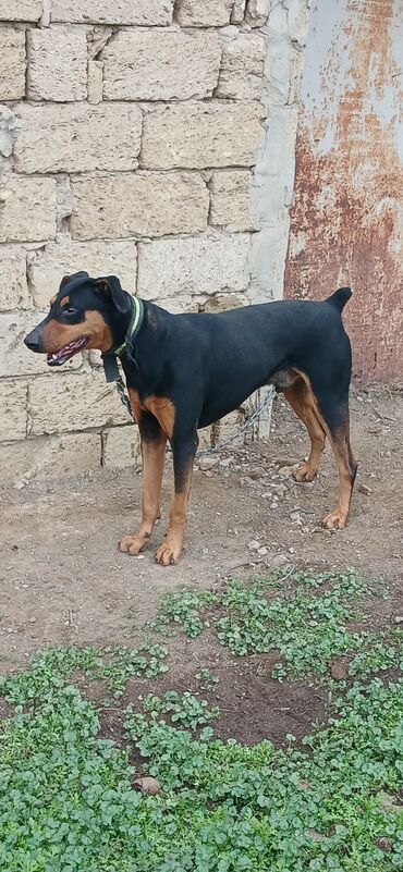 İtlər: Doberman, 8 ay, Erkek, Peyvəndli, Pulsuz çatdırılma, Rayonlara çatdırılma