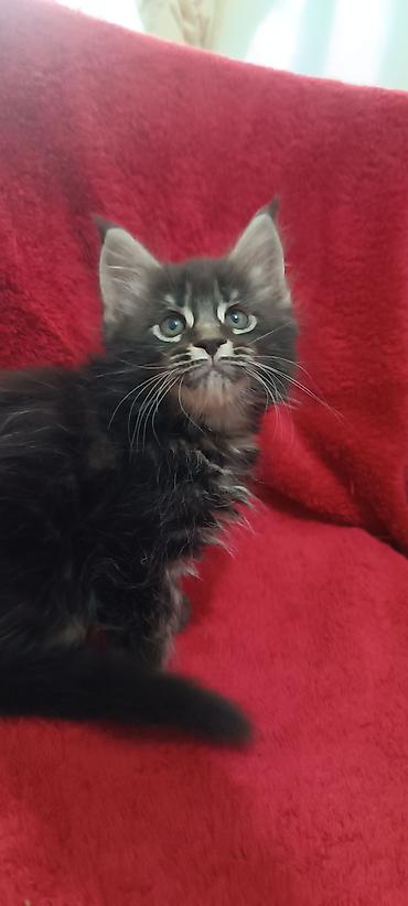 Кошки: Мейн-Куны 🥰🥰🥰. Продаются котята Рысята ♥️ Чистокровные, Шикарные — 7
