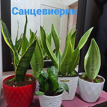 Антуриумы: Антуриум Андре (Anthurium andreanum) в декоративном кашпо. - — 10