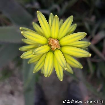 bitki toxumlarinin satisi: Aloe vera Barbadensis növü 4 illik dibçəklər endirimli qiymətlə həm — 6