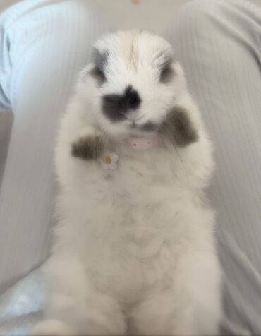 Декоративные кролики: Полный набор для содержания декоративного кролика. В комплекте: - — 8