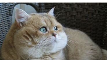 Pişiklər: Britan -da lalafo.az — 2 Pişiklər: Britan — 2