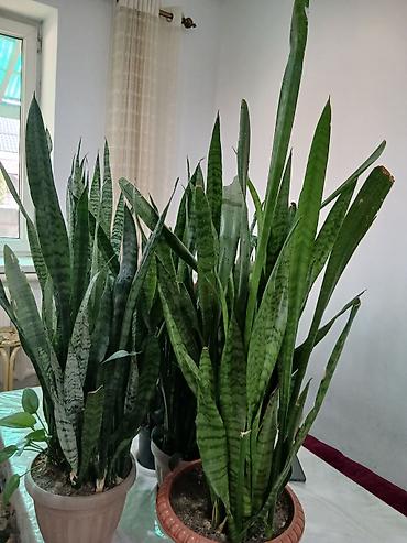 Драцены и Сансевиерии: Большой выбор Сансиеверии at lalafo.kg — 5 Драцены и Сансевиерии: Большой выбор Сансиеверии — 5