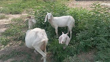 дойные козлы: Продаю | Коза (самка) | Для молока — 9