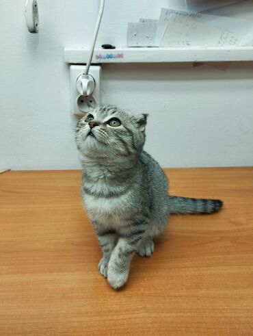 сколько стоит порода собаки доберман: Шотландский вислоухий котёнок (Scottish Fold) - Окрас: серебристый