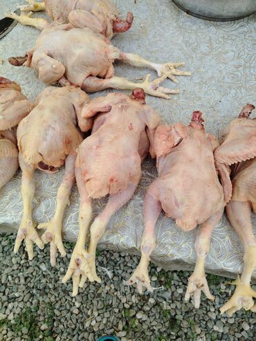 Digər quşlar: Kənt yumurtası kənt colpsı və kəsilib təmizləmiş öry satışı var kimə — 6