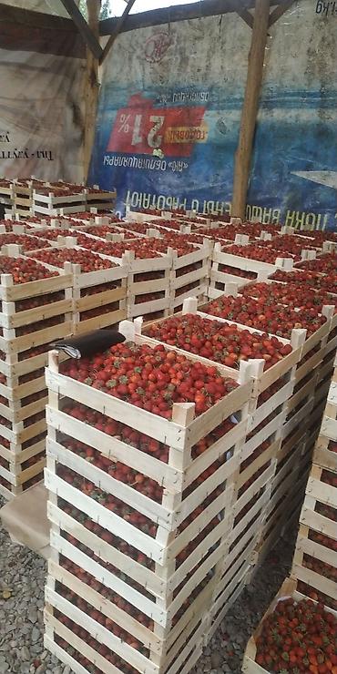 Другие специальности: Жумушчулар керек ; жумуш дыйканчылык,Клубника,малина — 18