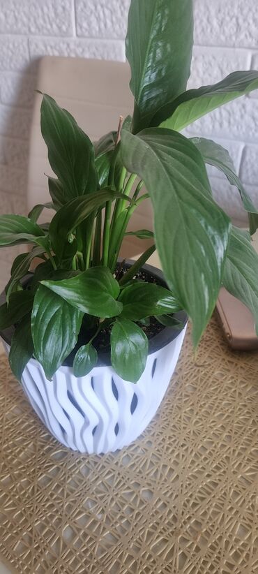 Драцены и Сансевиерии: Распродажа цветов долларовое дерево в красивых горшках отлично — 23