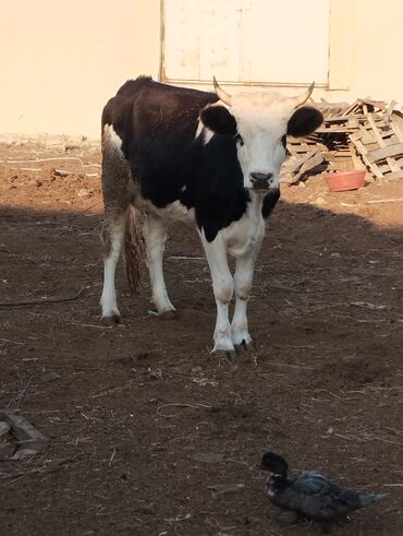 Dana, buzov: Məhsul: Qara-ağ rəngli buzaq (dişi) Təsvir: - Şəkillərdə qara-ağ — 2