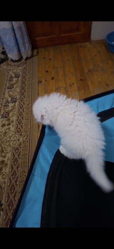 Pişiklər: Şinşilla, Dişi — 3