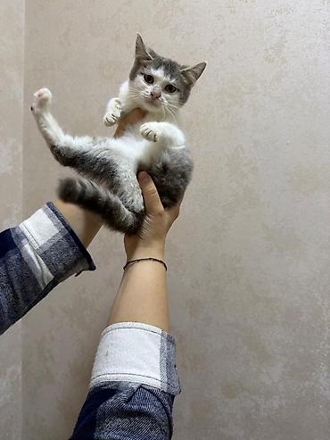 Pişiklər: Yaxşı əllərə — 8