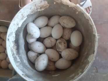 гусиный яйца: Яицо гусиные по 70 сомов свежие