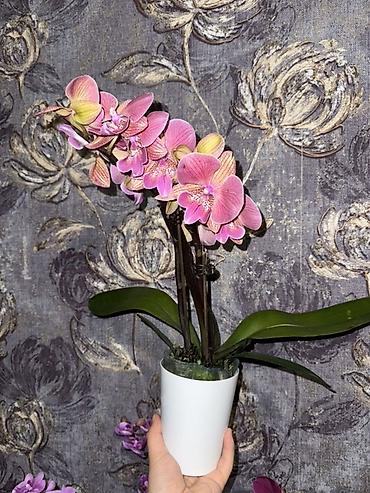 Орхидеи: Орхидея оптом и в розницу принимаем корпоративные заказы !!! Г at lalafo.kg — 9 Орхидеи: Орхидея оптом и в розницу принимаем корпоративные заказы !!! Г — 9
