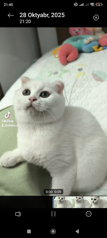 вислоухий кот цена: Ağ tüklü, qısa tüklü, qısa quyruqlu pişik. Yumru baş quruluşu, iri