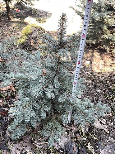 Декоративные деревья: Саженцы деревьев: Ели, Платная доставка, Самовывоз — 13