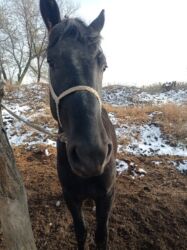 сколько стоит кролик домашний: Сатам | Байтал | Аргын, Першерон | Ат спорту | Жасалма жол менен боозутуу
