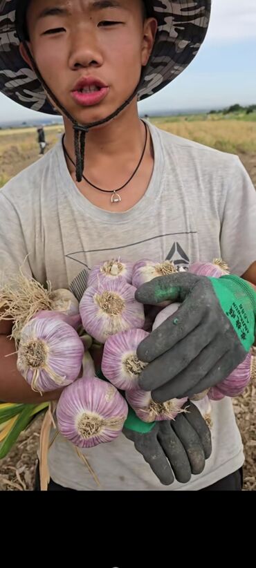 Чеснок: Чеснок Самовывоз — 2