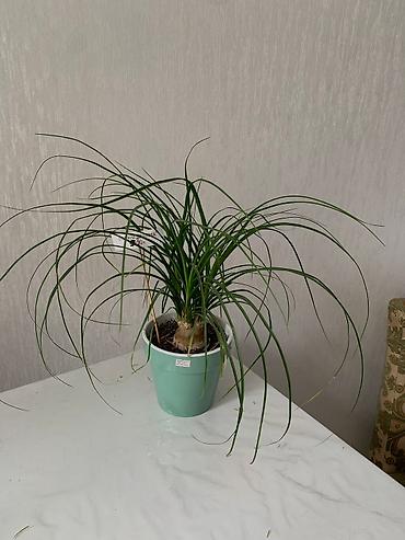 Китайская роза (Гибискус): Папоротник 650 сом китайская Роза гербера. Шефлера 150.сансевьера — 2