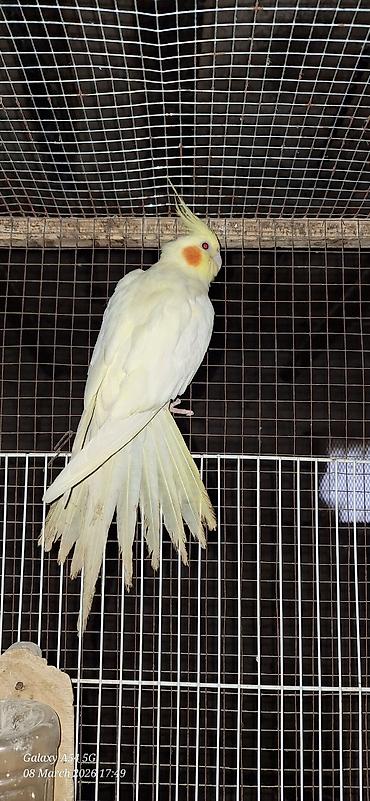 kakadu quşu: Popuqoy Korella (ana qusdu) — 2