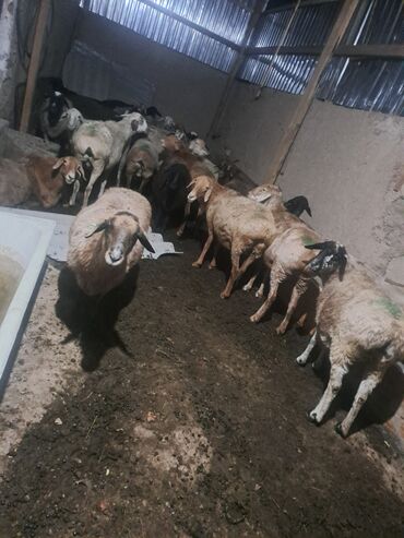 корова дойный: Сатам | Ургаачы кой (ургаачы) | Көбөйтүү үчүн | Ургаачы