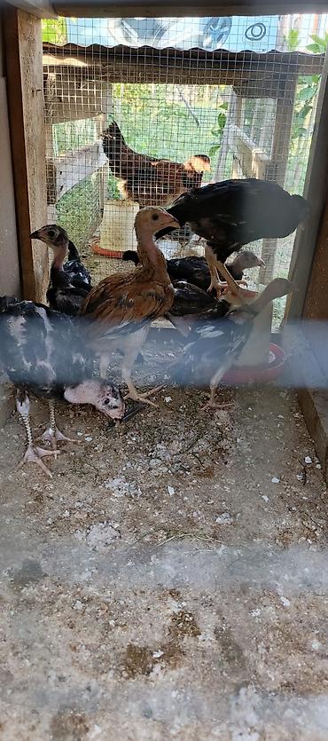 at satisi qiymetleri: 2 aylıq 1 ay yarımlıq heyratı colpalar satılır 2 aylıqlar 20 manat 1 — 2
