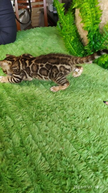 Продажа кошек: Друзья!! Проф питомник Бен Гла Мур Предлагает Шикарных элитных — 27