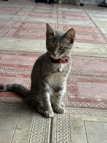 Tabbi, Dişi