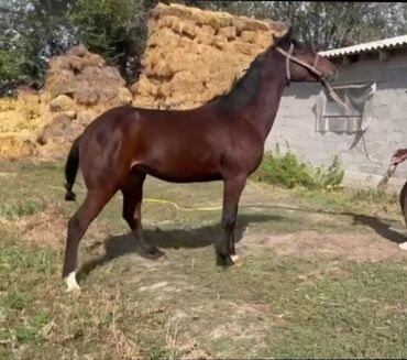 Лошади, кони: Продаю | Жеребец | Рабочий — 2