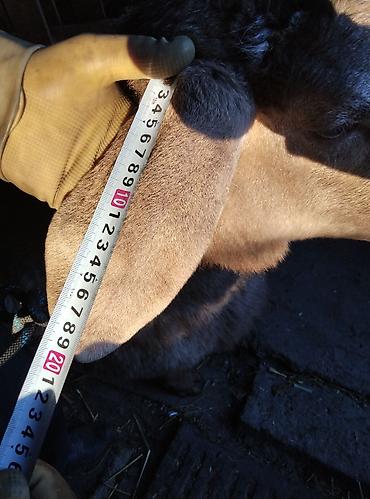 Баран, овца: Продаю | Овца (самка) | Для разведения — 8